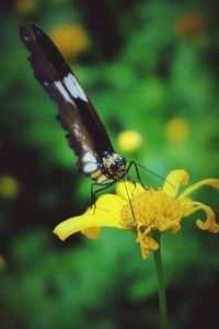 Close-up of insect on plant