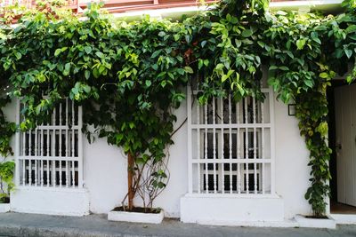 Plants growing on house