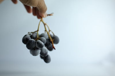 Close-up of hand holding berries