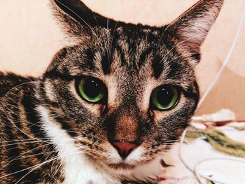 Close-up portrait of a cat