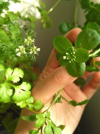 Close-up of hand holding plant