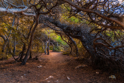 Man walking on footpath in forest