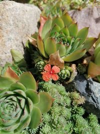 Close-up of succulent plant