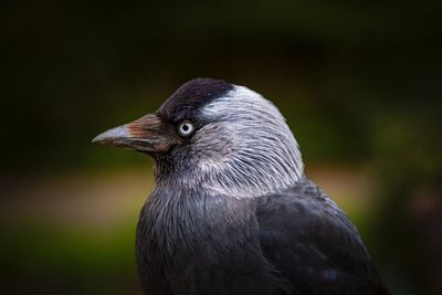 Close-up of bird