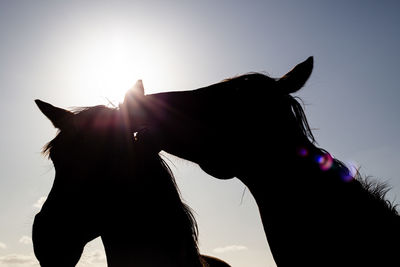 Close-up of horse in ranch against sky at sunset