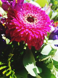 Close-up of red flower blooming outdoors