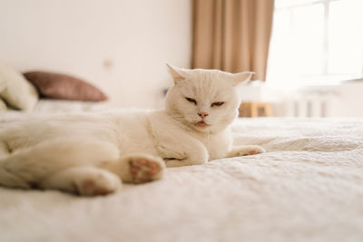 Cat sleeping on bed at home