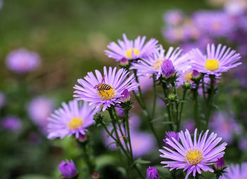 Close-up of purple flowering plants on field