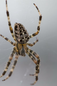 Close-up of spider on web