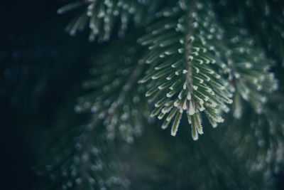 Close-up of pine tree leaves