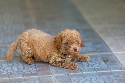 Portrait of cute puppy relaxing on floor