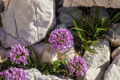 Close-up of pink flowering plants on rock