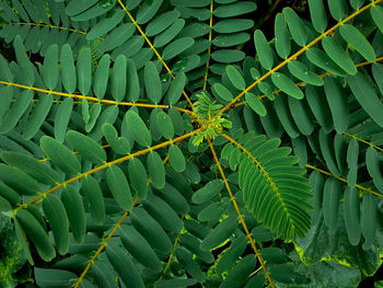 Full frame shot of plants