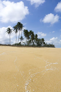 Palm trees on beach against sky