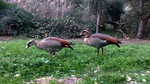 Ducks on a field