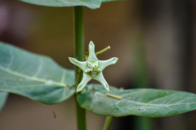 Close-up of green plant