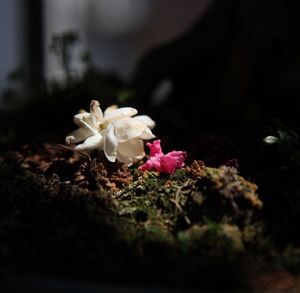 Close-up of flowers blooming outdoors