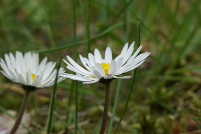 Close-up of white flowers