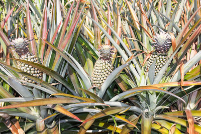 Close-up of flowering plants