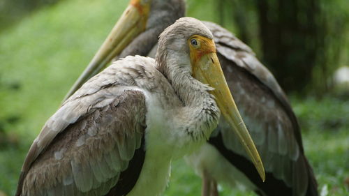 Close-up of a bird