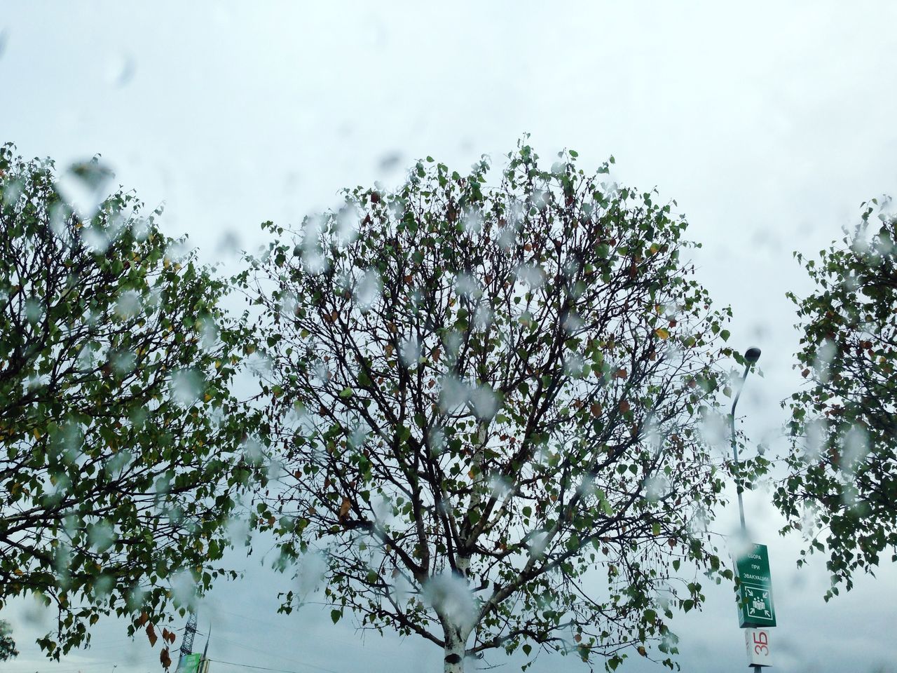 low angle view, tree, sky, growth, branch, nature, beauty in nature, leaf, day, tranquility, no people, outdoors, reflection, cloud - sky, plant, high section, freshness, twig, fragility, close-up