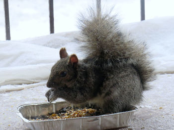 Close-up of squirrel eating food in winter