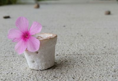 Close-up of pink flower