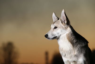 Close-up of a dog looking away