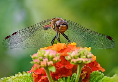 Close-up of dragonfly on flower