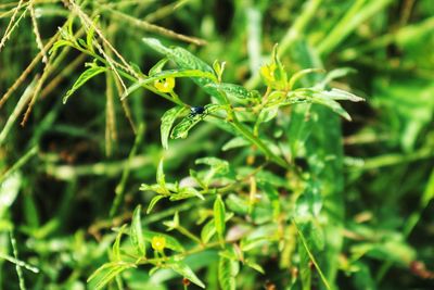 Close-up of insect on plant