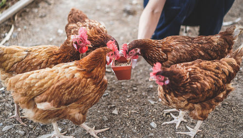 Close-up of chicken on field