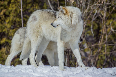 Wolves on snow covered land