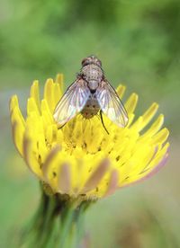 Close-up of butterfly pollinating on flower