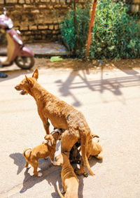 View of a dog on footpath