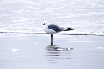 Seagull perching on a sea