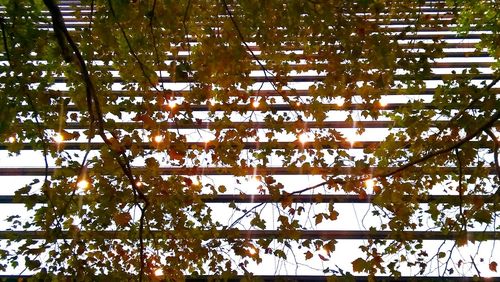Low angle view of tree against sky