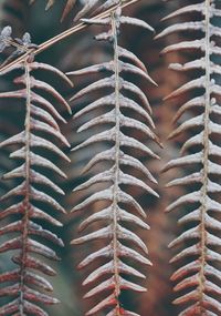 Brown fern plant leaves