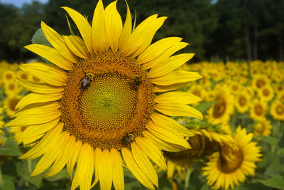 Selective focus on bees on a sunflower