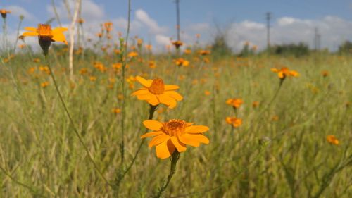 Close-up of yellow flowers growing in field