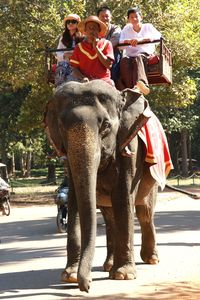 Rear view of people riding on elephant