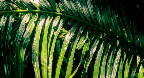 Close-up of palm tree leaves