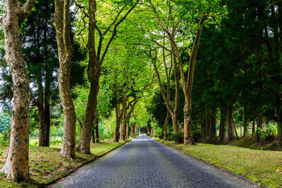 Road amidst trees in forest