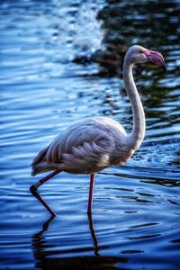 Flamingo out for a stroll