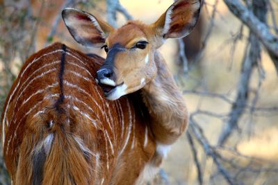 Close-up of a deer