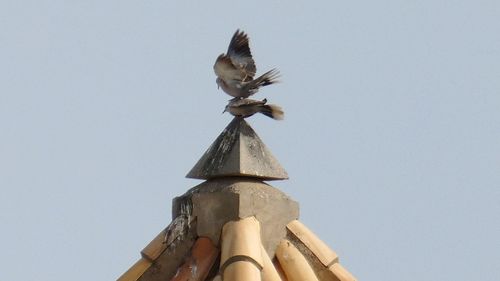 Low angle view of bird flying against clear sky