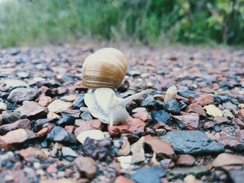 Close-up of snail on land