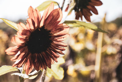 Close-up of wilted flower