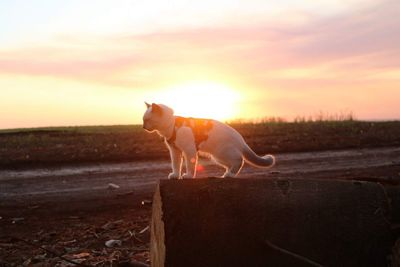 Dog standing on landscape during sunset