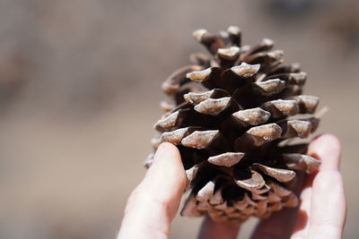 Close-up of hand holding pine cone