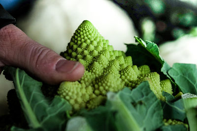 Cropped image of hand holding romanesco cauliflower